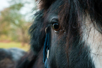 portrait of a horse