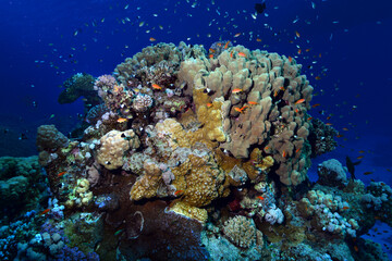 Plakat Underwater World. Coral fish and reefs of the Red Sea. Underwater background. Egypt 