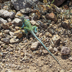Collared Lizard