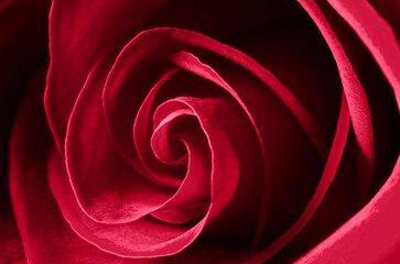 Viva magenta rose bud close-up. Soft focus
