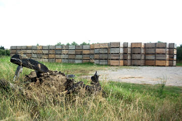Palets  y cajas de madera para guardar apilados en el campo