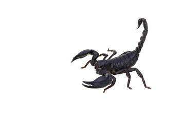PNG of scorpion isolated on white background	 - obrazy, fototapety, plakaty