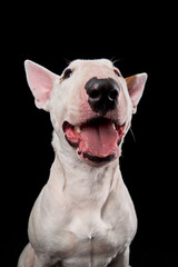 happy bull terrier on a black background. cute dog studio, for design.