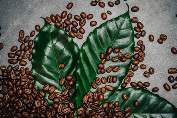 coffee beans laying on green coffee leafs on grey background