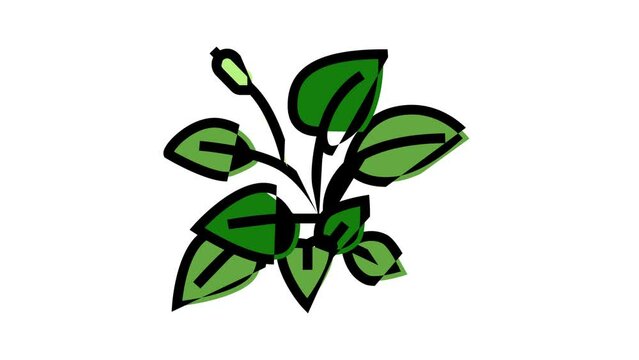 anubia nana color icon animation