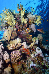 Underwater World. Coral fish and reefs of the Red Sea.Underwater background.Egypt	