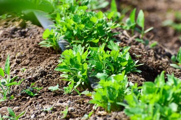 green and fresh cilantro (coriander) growing in vegetable garden. Coriander leaves in vegetables garden for health, food and agriculture concept. Organic coriander leaves background.