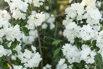 A closeup shot of the beautiful Chubushnik flower with green leaves