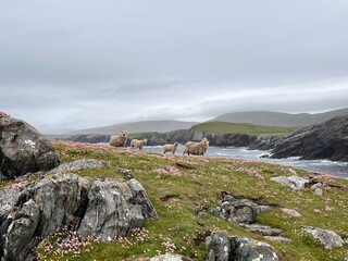Sheep at Shetland, Papil