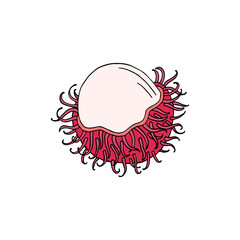 Rambutan. Set with fruit, bunch and leaves. Nephelium lappaceum. Tropical exotic fruit. Hand draw sketch. Vector illustration. 