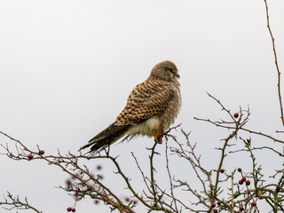Kestrel Perched on a Branch