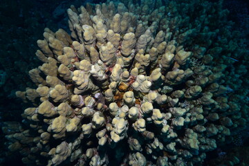 Underwater World. Coral fish and reefs of the Red Sea.Underwater background.Egypt	