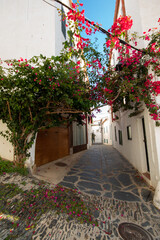 Preciosa calle residencial llena de pequeños árboles con flores de todos los colores y sus casas...