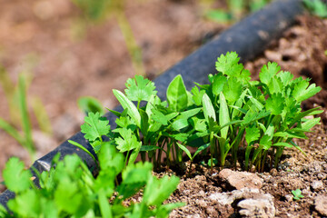 green and fresh cilantro (coriander) growing in vegetable garden. Coriander leaves in vegetables garden for health, food and agriculture concept. Organic coriander leaves background.
