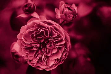 Rose flower background