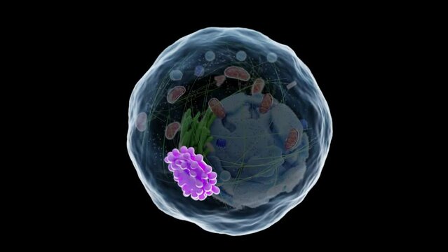 3d rendered medical animation of the human cell's golgi apparatus
