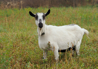 Domestic goat in autumn alfalfa pasture