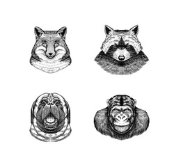 Fox and raccoon, dog and monkey. Animal in vintage style. Retro vector illustration. Doodle style. Hand drawn engraved sketch
