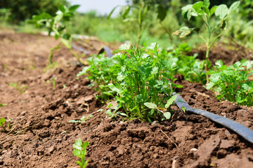 green and fresh cilantro (coriander) growing in vegetable garden. Coriander leaves in vegetables garden for health, food and agriculture concept. Organic coriander leaves background.