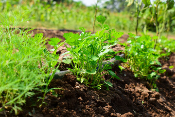green and fresh cilantro (coriander) growing in vegetable garden. Coriander leaves in vegetables garden for health, food and agriculture concept. Organic coriander leaves background.