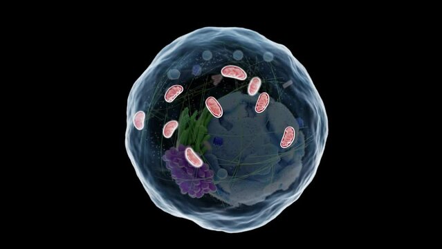 3d rendered medical animation of a human cell's mitochondria