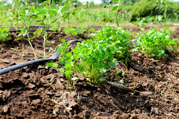 green and fresh cilantro (coriander) growing in vegetable garden. Coriander leaves in vegetables garden for health, food and agriculture concept. Organic coriander leaves background.
