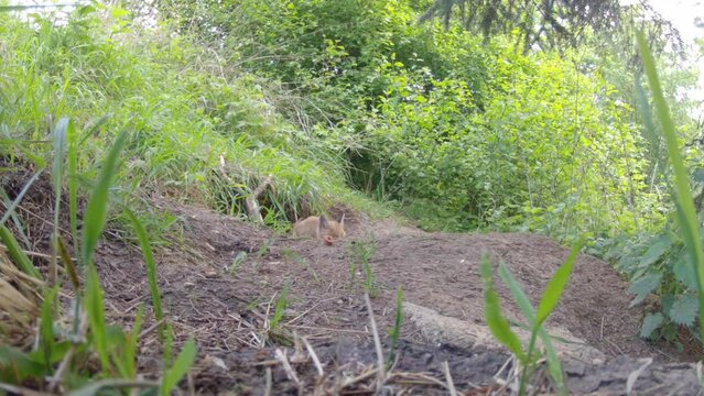 Young fox in front of the fox's den