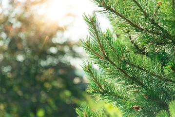 Background of green fir branches for Christmas New Year celebration greeting card design	