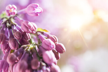 Delicate natural floral background in light pink pastel colors. Texture of Lilac flowers in nature with soft focus, macro.
