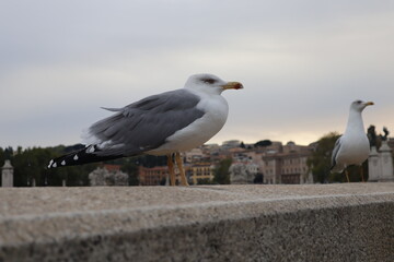 Roman seagulls. One of them looks towards the Vatican.