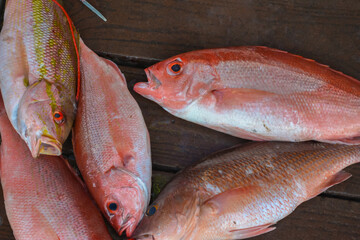 fresh dead red snapper fish on the dock