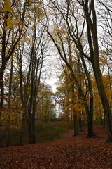 a walk though piper's hill and Dodderhill common forest also known as Hanbury woods with the leaves coloured orange during autumn