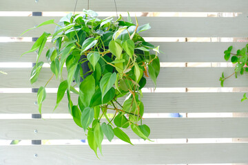 Philodendron Brasil (Philodendron Hederaceum Scandens Brasil) hang on white wall. Tropical creeper...