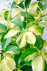 Obraz premium Variegated leaf of Octopus Tree or Umbrella Tree (Schefflera Actinophylla, Schefflera Arboricola Janine). Greenhouse plant for modern interior decoration. Exotic yellow and green leaves plant