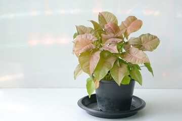 Pink Syngonium tropical tree called 'Syngonium Podophyllum Neon Robusta' houseplant with pink and...