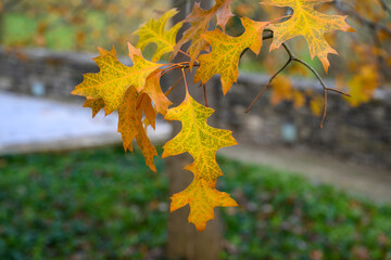 Feuilles d'érable en automne