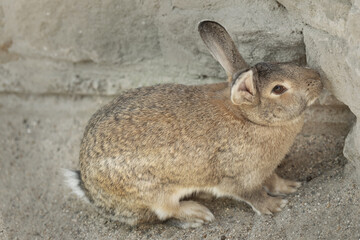 hare, rabbit close-up sits on the background of a stone wall.