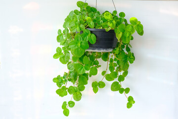 Pilea nummulariifolia (Creeping Charlie) hangs on a white wall background. Fresh green leaves herbaceous plant with succulent stems in black pot, (aroma is like a mint) for modern interior decoration. - obrazy, fototapety, plakaty