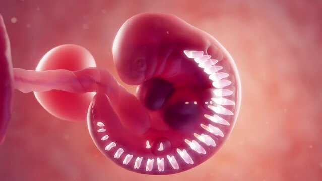 3d rendered medical animation of embryonic vertebra at 5 weeks gestation