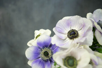 Bouquet of anemone flowers on grey stone background. White, purple and violet flowers. Copy space