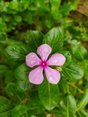 pink flower in the garden