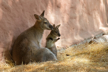 Kangaroo mother and baby kangaroo are sitting near the stone wall on the straw. Wallaby © myschka79