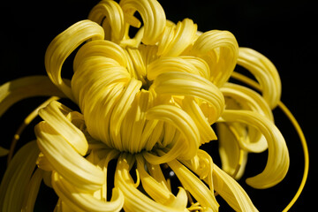 菊の花