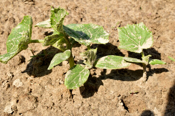 Shoots of cucumbers in the vegetable garden.