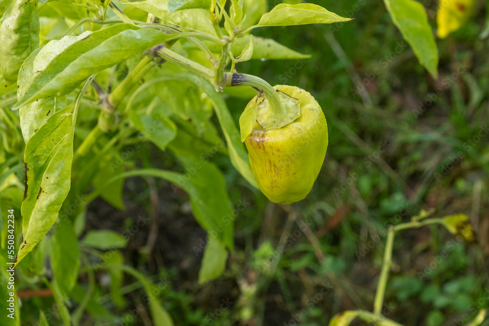 Wall mural organically grown green bell pepper