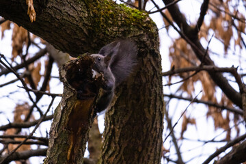 cute young with squirrel portrait on a branch