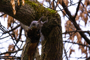 cute young with squirrel portrait on a branch