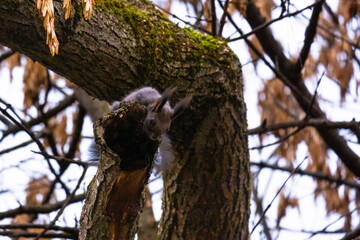 cute young with squirrel portrait on a branch