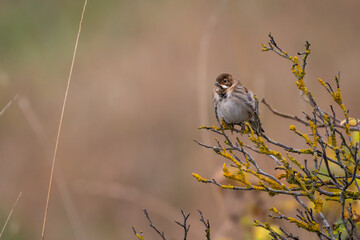 Reed bunting (Emberiza schoeniclus) in winter.