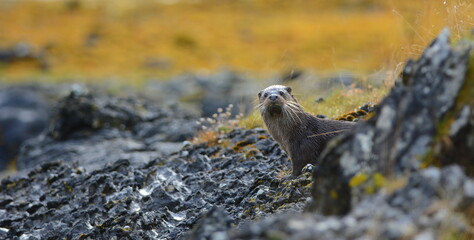 Wild Otter on the shore, Isle of Mull, Scotland 